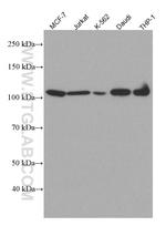 NFKB2 Antibody in Western Blot (WB)