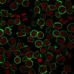 CD43 Recombinant Mouse Monoclonal Antibody (rSPN, 839)