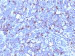 CD43 (T-Cell Marker) Antibody in Immunohistochemistry (Paraffin) (IHC (P))