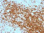 CD43 (T-Cell Marker) Antibody in Immunohistochemistry (Paraffin) (IHC (P))