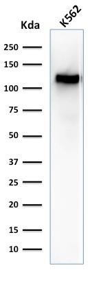 CD43 (T-Cell Marker) Antibody in Western Blot (WB)