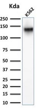 CD43 (T-Cell Marker) Antibody in Western Blot (WB)