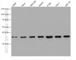 ARH Antibody in Western Blot (WB)