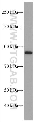 PHEX Antibody in Western Blot (WB)