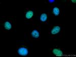 RDM1 Antibody in Immunocytochemistry (ICC/IF)
