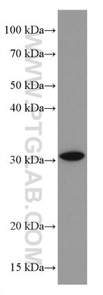 RDM1 Antibody in Western Blot (WB)