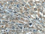 GIMAP5 Antibody in Immunohistochemistry (Paraffin) (IHC (P))