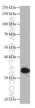 GIMAP5 Antibody in Western Blot (WB)