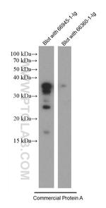 Protein A Antibody in Western Blot (WB)