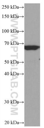 RELB Antibody in Western Blot (WB)