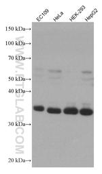 ART1 Antibody in Western Blot (WB)