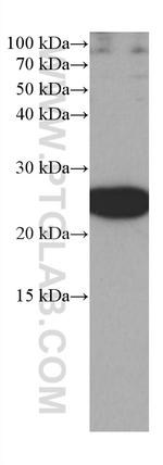 RRAS Antibody in Western Blot (WB)
