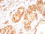 Osteopontin (OSP)/Secreted Phosphoprotein 1 (SPP1) Recombinant Rabbit Monoclonal Antibody (OSP/8693R)