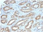 Osteopontin (OSP)/Secreted Phosphoprotein 1 (SPP1) Monoclonal Antibody (OSP/4589)