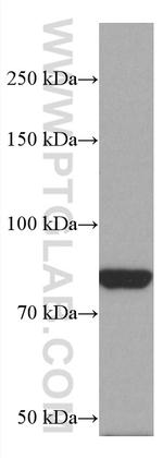 PAK7 Antibody in Western Blot (WB)