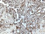 PAPPA Antibody in Immunohistochemistry (Paraffin) (IHC (P))