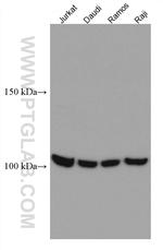 NFATC1 Antibody in Western Blot (WB)