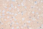 NLGN1 Antibody in Immunohistochemistry (Paraffin) (IHC (P))