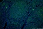 CD40 Antibody in Immunohistochemistry (Paraffin) (IHC (P))