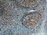 CD40 Antibody in Immunohistochemistry (Paraffin) (IHC (P))