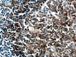 CD40 Antibody in Immunohistochemistry (Paraffin) (IHC (P))