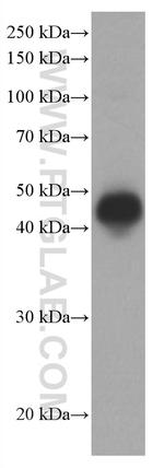 CD40 Antibody in Western Blot (WB)