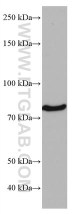 CD97 Antibody in Western Blot (WB)