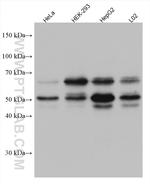 FOX2/RBM9 Antibody in Western Blot (WB)