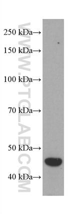 PREB Antibody in Western Blot (WB)