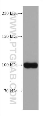 TRPV1 Antibody in Western Blot (WB)