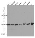 SMC1A Antibody in Western Blot (WB)