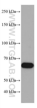 TRAF5 Antibody in Western Blot (WB)