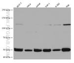 NFKB1 p105/p50 Antibody in Western Blot (WB)
