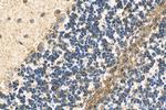 Neuroserpin Antibody in Immunohistochemistry (Paraffin) (IHC (P))