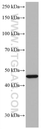 Neuroserpin Antibody in Western Blot (WB)