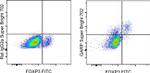 GARP Antibody in Flow Cytometry (Flow)