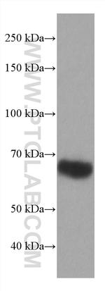 ICOSLG Antibody in Western Blot (WB)