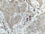 SRP54 Antibody in Immunohistochemistry (Paraffin) (IHC (P))