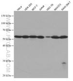 SRP54 Antibody in Western Blot (WB)