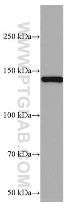 RASGRF1 Antibody in Western Blot (WB)