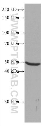 NEIL1 Antibody in Western Blot (WB)
