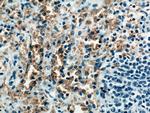 ICAM4 Antibody in Immunohistochemistry (Paraffin) (IHC (P))