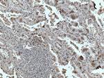 FMO2 Antibody in Immunohistochemistry (Paraffin) (IHC (P))