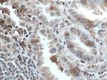 FMO2 Antibody in Immunohistochemistry (Paraffin) (IHC (P))