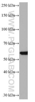 NFS1 Antibody in Western Blot (WB)