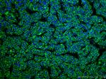 GLUD1 Antibody in Immunohistochemistry (Paraffin) (IHC (P))