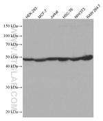 RPL4 Antibody in Western Blot (WB)