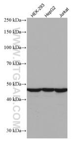 RPL4 Antibody in Western Blot (WB)