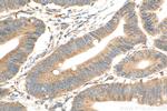 LSM12 Antibody in Immunohistochemistry (Paraffin) (IHC (P))