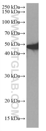 NEU1 Antibody in Western Blot (WB)